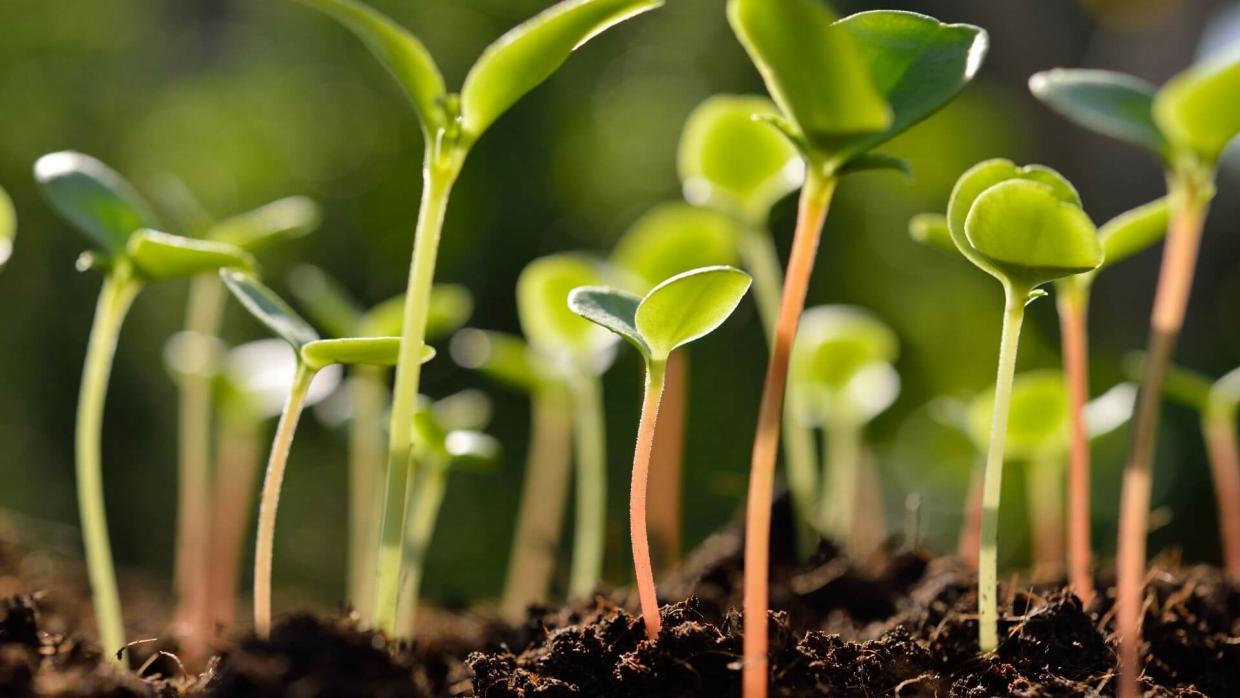 Green sprouts in the dirt